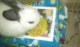 兔子只吃土瓜,兔子赖以生存的绿色食粮